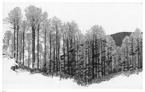 immagine di Federica Galli, Bosco del Cansiglio, Veneto