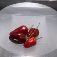 Quando il peperoncino diventa grafica