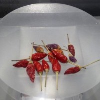 Quando il peperoncino diventa grafica
