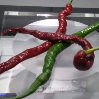 Quando il peperoncino diventa grafica