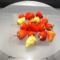 Quando il peperoncino diventa grafica