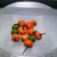 Quando il peperoncino diventa grafica