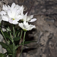Ogni azione era fatta con amore, ma erano tutte sbagliate. Misure variabili. Fiori, vetro. 2011