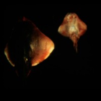 Dream of a ray fish, 2011 16mm film, colore, muto, 2’48’’