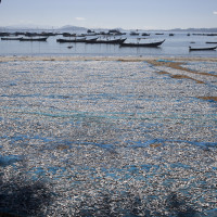 distesa di sardine ad essiccare - villaggio dei pescatori - Ngapali beach - ph. Claudio Oliva
