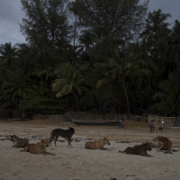 branco di cani selvatici - villaggio dei pescatori - Ngapali Beach - ph. Claudio Oliva