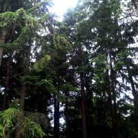 Vancouver - Pacific Spirit Forest
