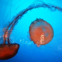 Vancouver - Meduse nell'acquario