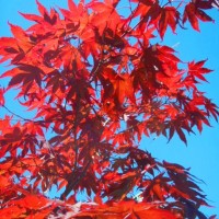 Vancouver - L'acero rosso del Canada