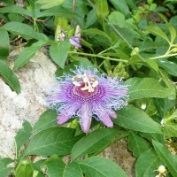 Giardini La Mortella - Ischia