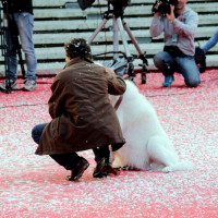 Festival Internazionale del Film di Roma - Red Carpet - Ph. Chiara Pasqualini
