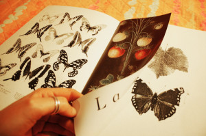 Le farfalle sono insetti