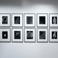 Walter Chappel - Metaflora Portfolio - ph. Federica Casetti