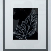 Walter Chappel - Metaflora - ph. Federica Casetti