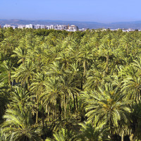 Elche
