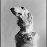 immagine per Elliott Erwitt