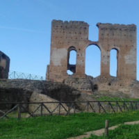 immagine per Ailanto