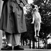 immagine per Elliot Erwitt