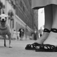 immagine per Elliot Erwitt