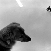 immagine per Elliot Erwitt