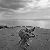 immagine per Ferdinando Scianna