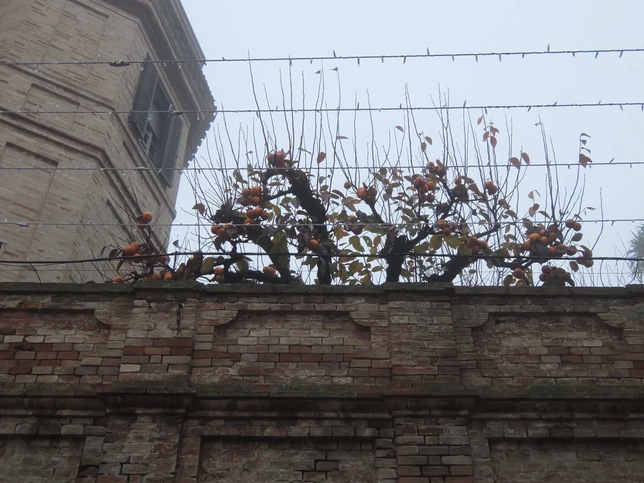 immagine per Giacomo Leopardi