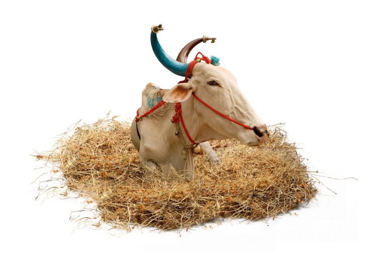 immagine per Divine Bovine