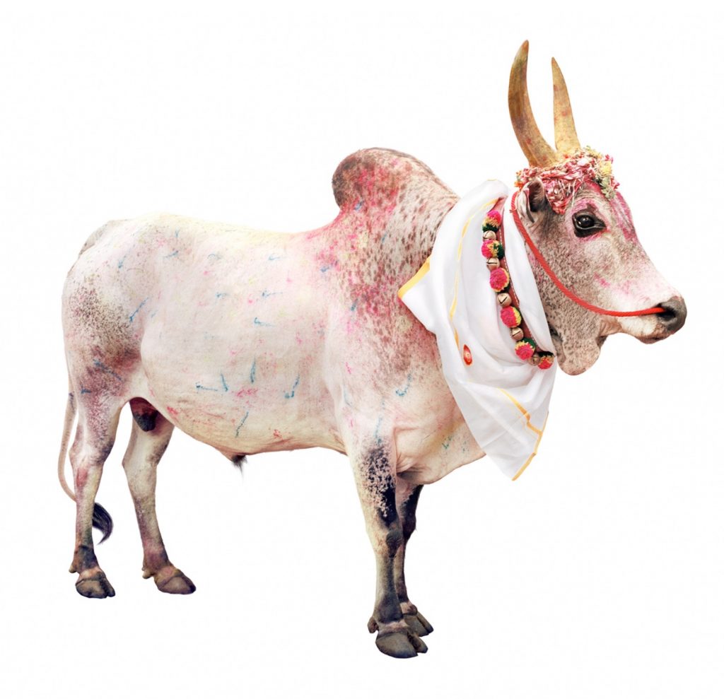 immagine per Divine Bovine