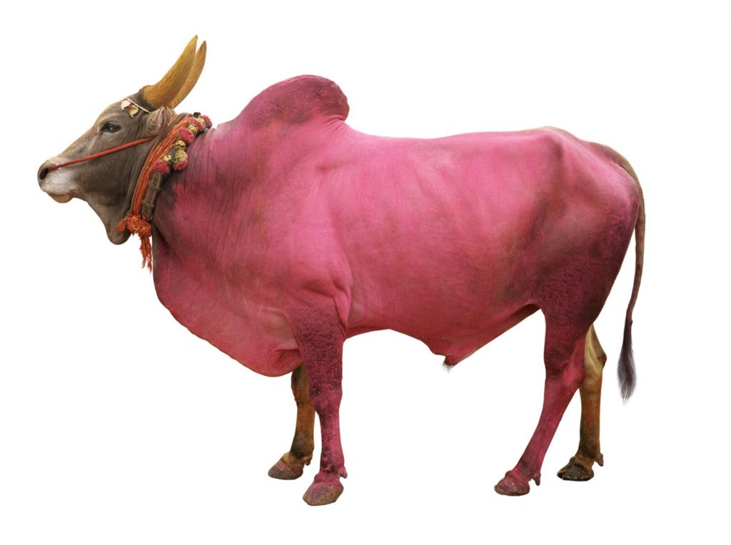 immagine per Divine Bovine
