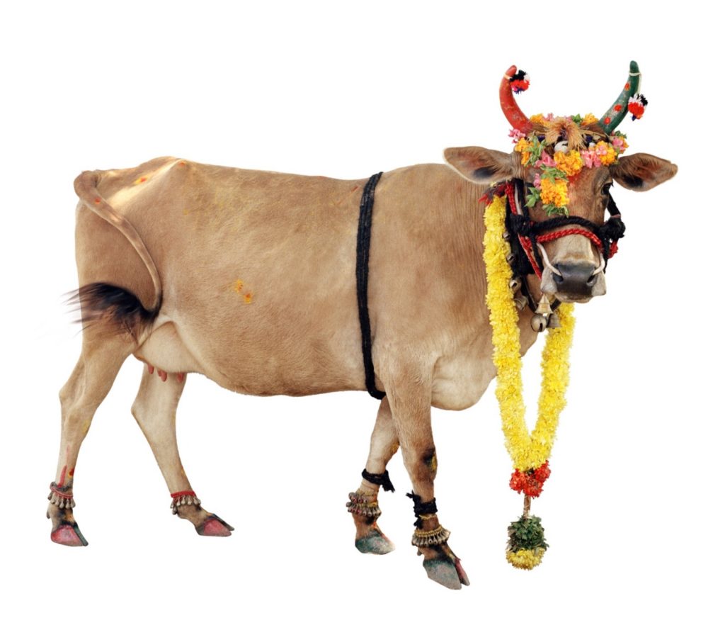 immagine per Divine Bovine