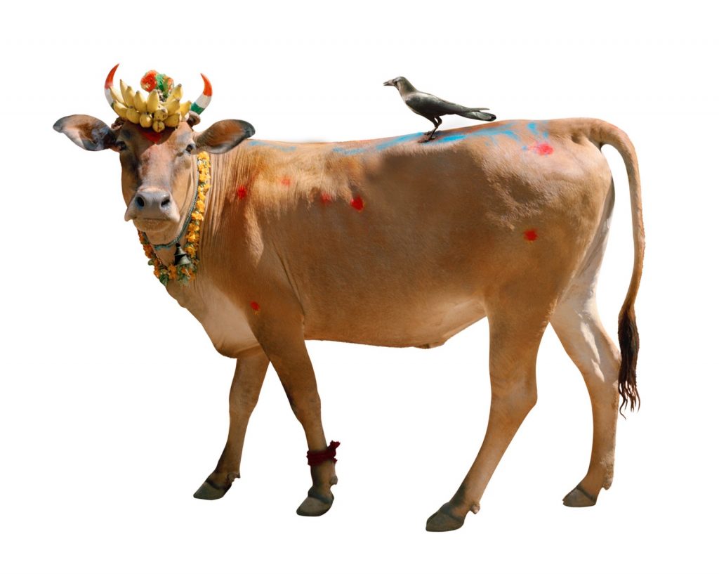 immagine per Divine Bovine