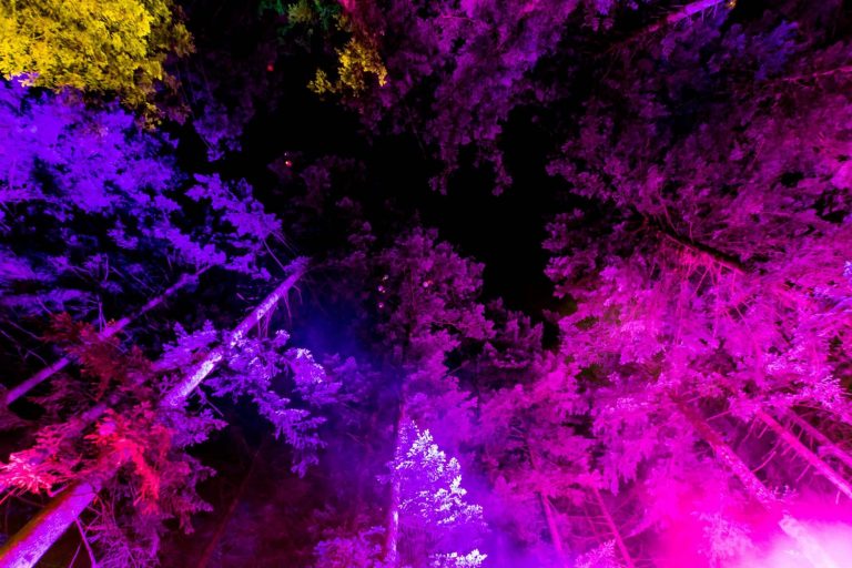 immagine per Deep in the tree