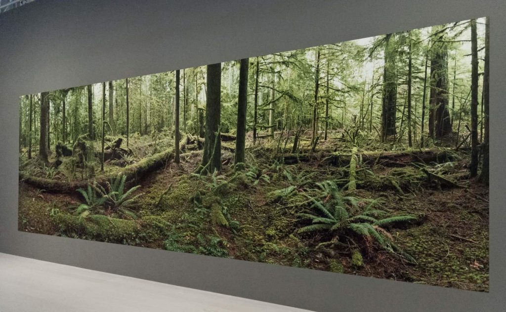 MAST - Anthropocene_E. Burtynsky_Cathedral Grove_ph. Federica Casetti