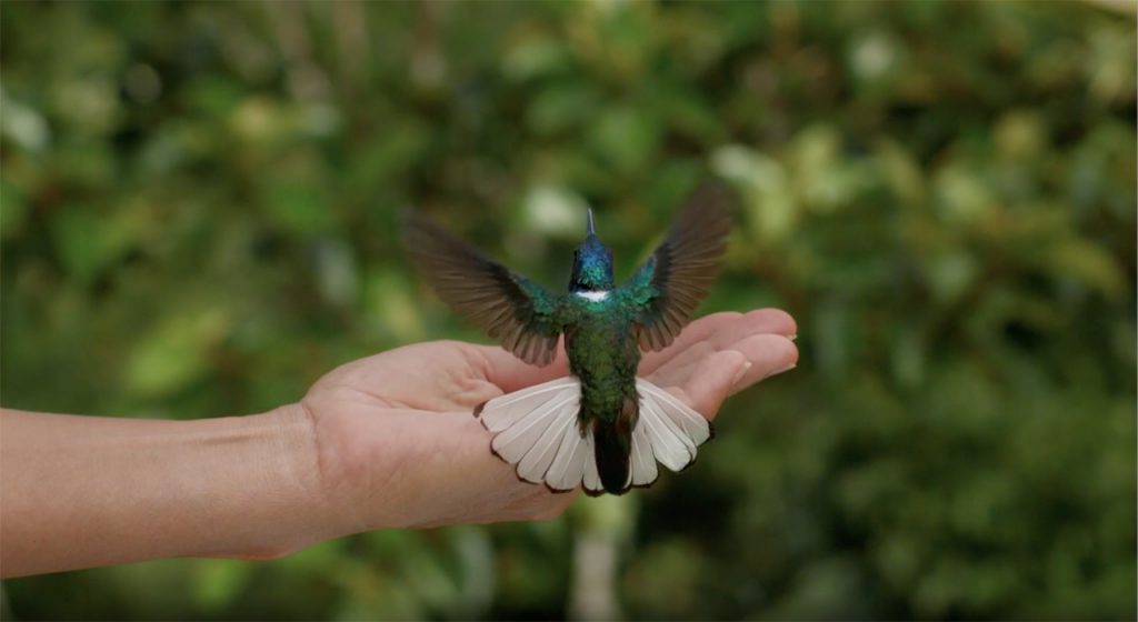 immagine per Videografie