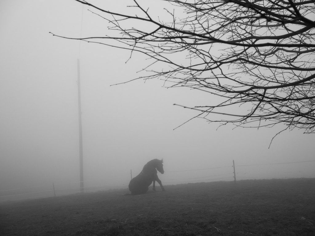 immagine per Paolo Pellegrin
