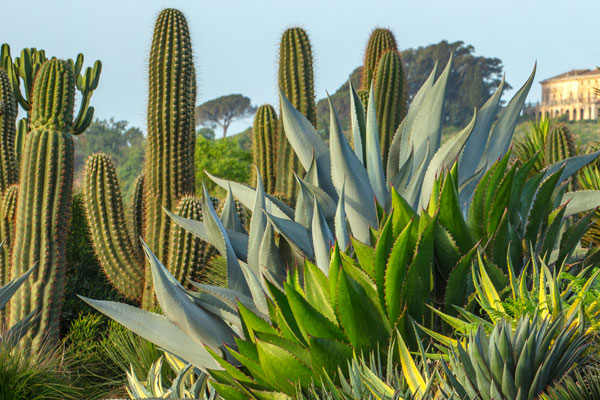 immagine per Radicepura Garden Festival
