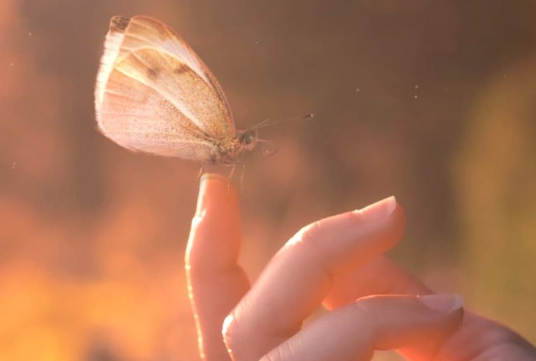 immagine per Viviana Guarini, Siamo stati anche felici