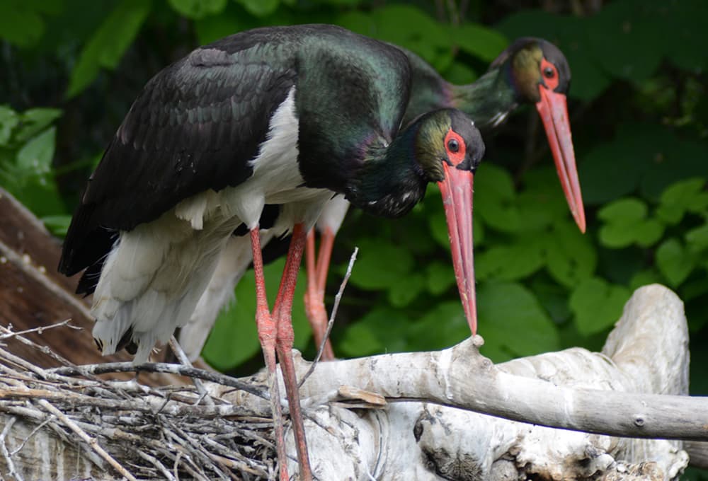 immagine per Le cicogne nere esistono e prolificano al Parco Natura Viva di Bussolengo