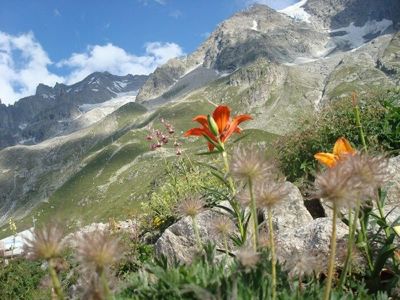 immagine per Giardino Saussurea, il giardino botanico sul Monte Bianco