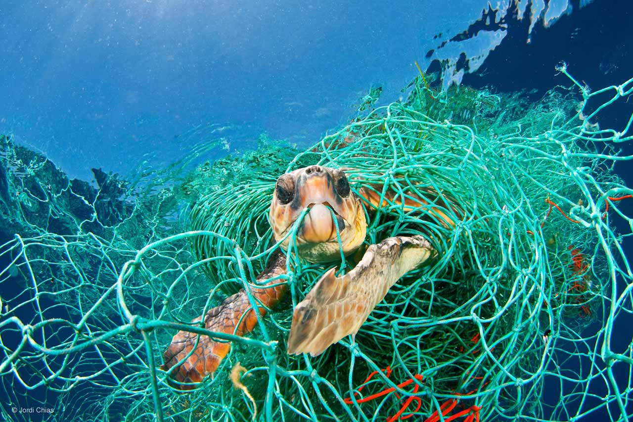 immagine per National Geographic Fest 2021