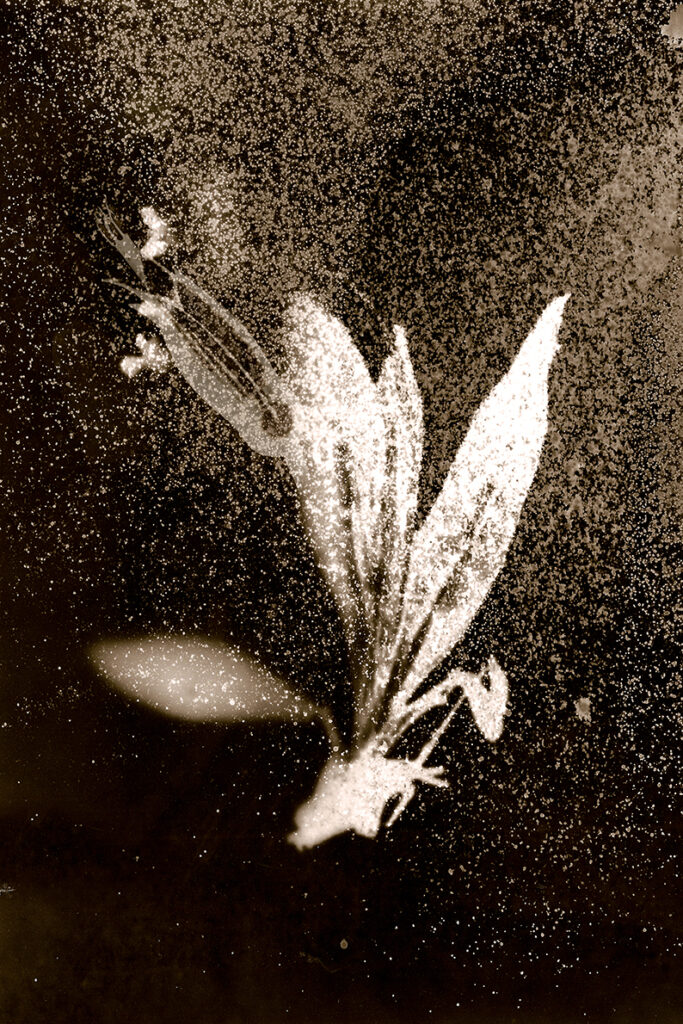immagine per Chernobyl Herbarium, Esplosioni di luce
