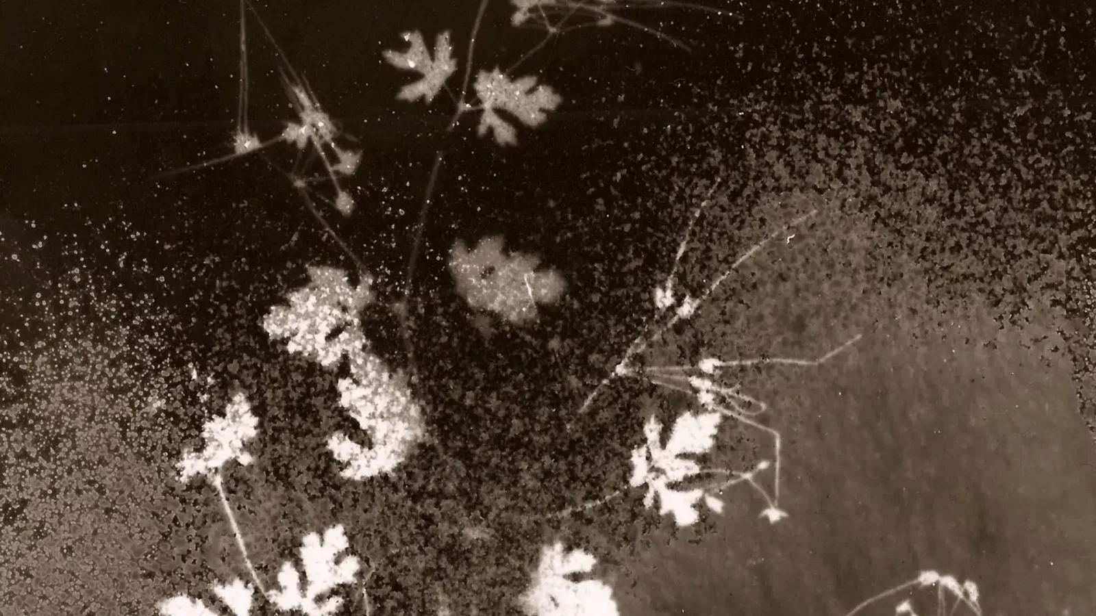 immagine per Chernobyl Herbarium, Esplosioni di luce alla Spot Gallery di Napoli