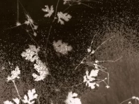 immagine per Chernobyl Herbarium, Esplosioni di luce alla Spot Gallery di Napoli