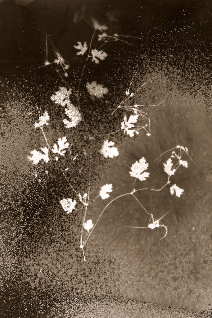immagine per Chernobyl Herbarium, Esplosioni di luce