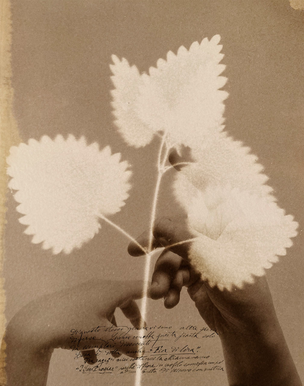 immagine per @ Maison laviniaturra Herbarium di Alessandra Calò