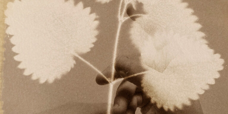 immagine per @ Maison laviniaturra Herbarium di Alessandra Calò