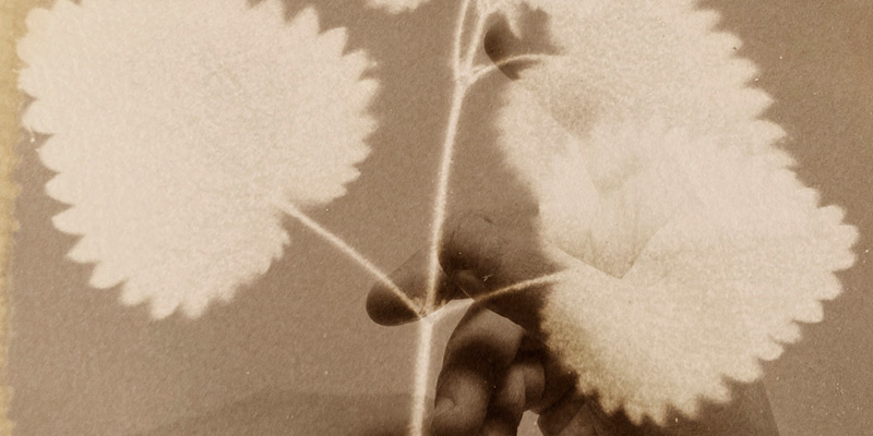 immagine per @ Maison laviniaturra Herbarium di Alessandra Calò