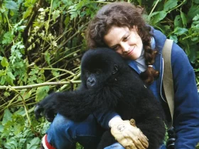 immagine per C'era una volta il Cinghiale Bianco, Gorilla nella nebbia