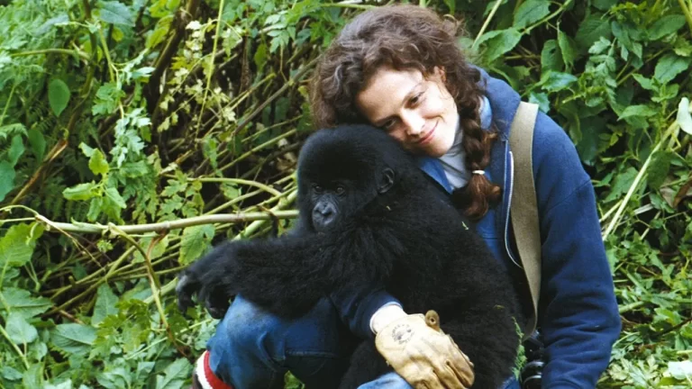 immagine per C'era una volta il Cinghiale Bianco, Gorilla nella nebbia