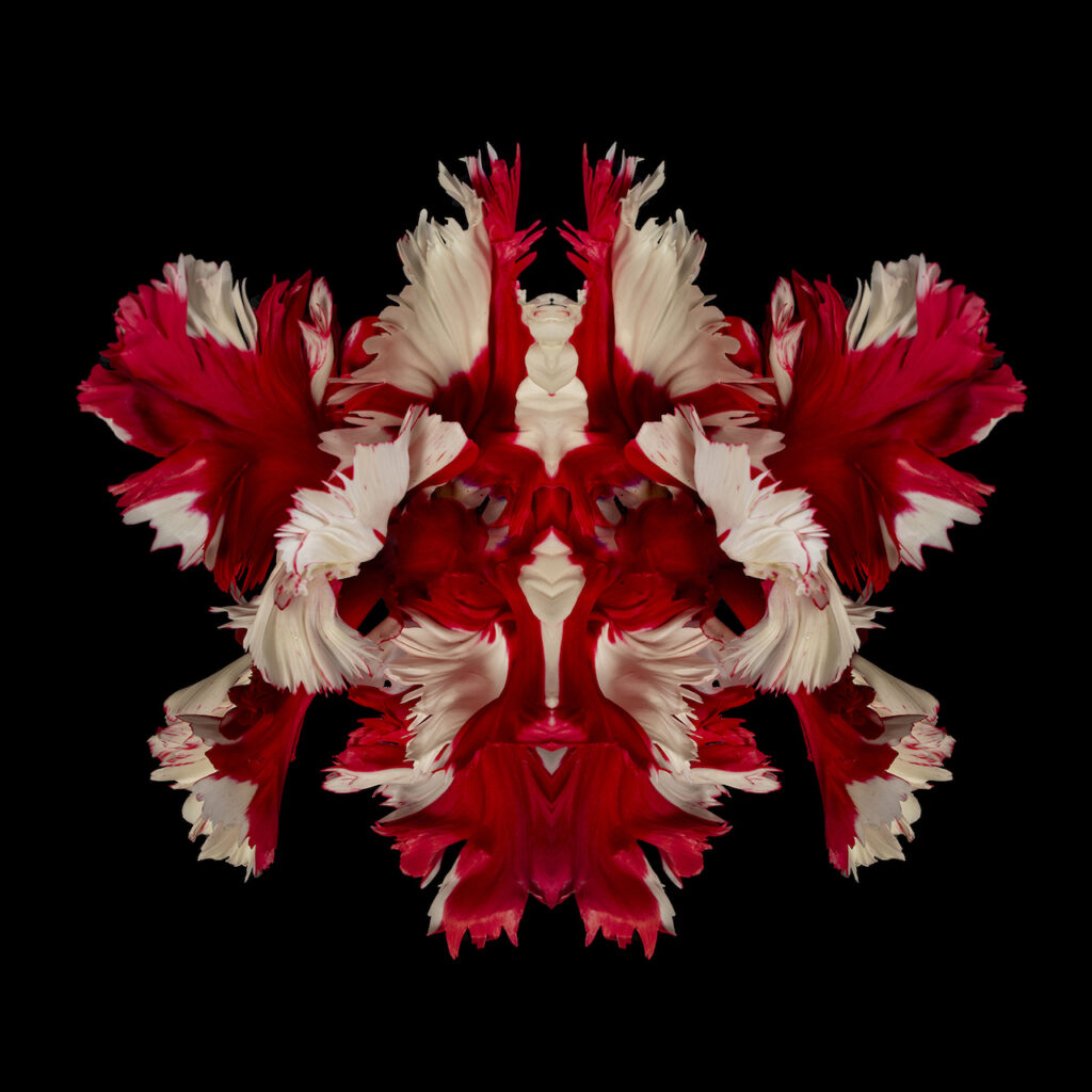 immagine per Jeff Robb, KODA, Rorschach Flower _ Cris Contini Contemporary